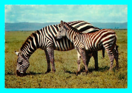 A756 / 103 Zebre De Grant - Zebras