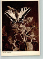 39865804 - Blumen Foto Schweitzer Verlag Horn Serie 137 - Mariposas