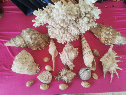 Collection - Seashells & Snail-shells