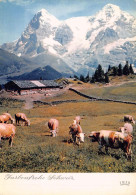 FARBENFROHE SCHWEIZ Alp Oberberg Bei Mürren 311 Mit Dem Eiger Und Mönch - Mürren