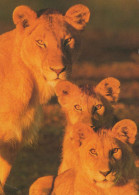 LION Tier Vintage Ansichtskarte Postkarte CPSM #PBS064.A - Lions