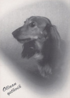 DOG Animals Vintage Postcard CPSM #PAN972.GB - Hunde