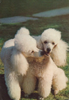 DOG Animals Vintage Postcard CPSM #PAN774.GB - Hunde