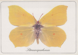 BUTTERFLIES Animals Vintage Postcard CPSM #PBS432.GB - Papillons