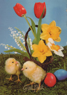 PASCUA POLLO HUEVO Vintage Tarjeta Postal CPSM #PBP194.ES - Easter