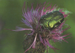 INSEKTEN Tier Vintage Ansichtskarte Postkarte CPSM #PBS495.DE - Insectos