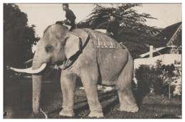 S4249/ Malaysia Elephant Elefant Foto AK Ca.1925 - Sonstige & Ohne Zuordnung