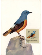 OISEAU / Monticole De Roche = POLOGNE 1960  N° 1078  = CARTE MAXIMUM - Songbirds & Tree Dwellers