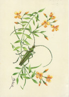 Muskus Bok - Insectes