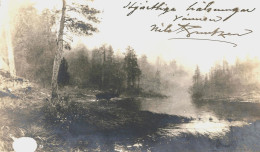 Forest, River, Moose, Finland 1905 Used Real Photo Postcard From Tampere To Worcester, Massachusetts, USA - Finlande