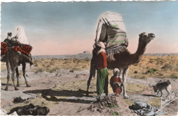 CPSM ALGÉRIE SCENES ET TYPES Un Groupe De Nomades 1955 - Couleur - Escenas & Tipos