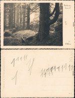 Ansichtskarte  Im Urwald 1936 - Non Classés