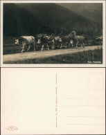 Ansichtskarte  Alm Abtrieb - Kühe Mit Schmuck 1930  - Kühe