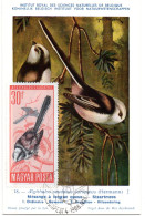 OISEAU / Mésange à Longue Queue = HONGRIE 1966  N° 1810 = CARTE MAXIMUM INSTITUT ROYAL De BELGIQUE - Songbirds & Tree Dwellers