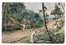 Postcard St Lucia Gathering Cocanuts Coconuts Tucks Oilette Posted 1907 - St. Lucia