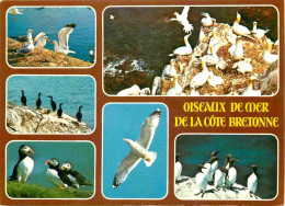 Régions - Bretagne - Oiseaux De La Côte Bretonne - Multivues - CPM - Voir Scans Recto-Verso - Bretagne