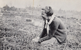 B25. Reprinted Postcard. Picking Cranberries, Long Beach, Washington. 1930's - Autres & Non Classés