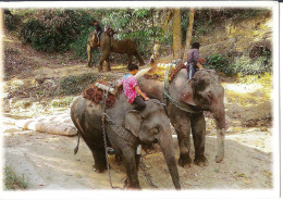 ELEPHANT SHOWS CHIANG MAI - Bon état Avec Timbre - Thailand