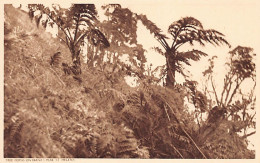 ST. HELENA - Tree Ferns On Diana's Peak - Publ. Pharmacy  - Saint Helena Island