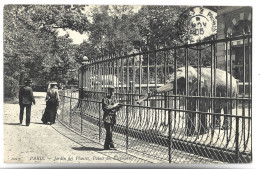 ELEPHANT - Jardin Des Plantes - Palais Des Eléphants - Elephants