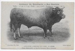 Bazas, Pierre Ballade, Concours Agricole Paris, Animaux De Boucherie, Race Bazadaise - Bazas