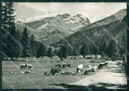 Aosta Ayas Champoluc PIEGHINA Foto FG Cartolina ZK3114 - Aosta