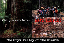 22-4-2024 (2 Z 45) Australia - Styx Valley (trees Cutting) Environment / Deforestation - Trees
