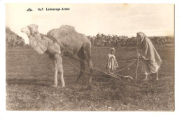 Algérie > Scenes Et Types Labourage Arabe - Escenas & Tipos