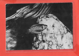 GOURAMI NAIN Cpsm POISSON  Au Verso PUB Médicale            67 P - Fish & Shellfish