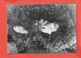 POISSON CLOWN Cpsm POISSON  Au Verso PUB Médicale           51 P - Fische Und Schaltiere