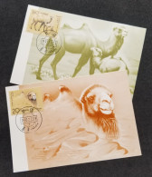 China Wild Bactrian Camel 1993 Wildlife Camels (maxicard) *concordance Postmark - Lettres & Documents