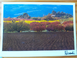 CP - Images Et Lumieres - Provence - Nature Flamboyante- Photo Alessandri -1987 -Ref 140 - Autres & Non Classés