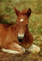 H1496 - Pferd Fohlen Horses - Planet Verlag DDR - Chevaux