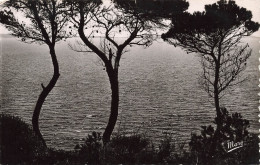 FRANCE - Côte D'Azur - Vue Sur Le Bord De Mer - Vue Sur La Mer - Vue Générale - Carte Postale Ancienne - Autres & Non Classés