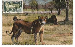 CARTE MAXIMUM 1959 THEME LION - Storia Postale