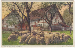 Motiv Aus Dem Wehntal - (Schweiz-Suisse-Switzerland) - 2735 J. Gaberell, Thalwil-Zürich - Schäfe/Mouton/Sheep - Dielsdorf