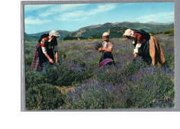 FOLKLORE - EN PROVENCE - Femme En Tenu Et Coiffe Cueille De La Lavande Cueillette - Provence-Alpes-Côte D'Azur