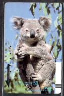 Japan 1V Koala Advertising Used Card - Oerwoud