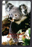 Japan 1V Koala Advertising Used Card - Jungle