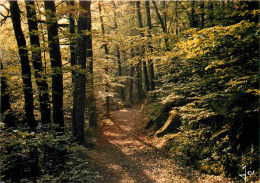 Régions - Bretagne - Sous-bois Ians La Forêt Bretonne - CPM - Voir Scans Recto-Verso - Bretagne