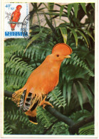 OISEAU / COQ De ROCHE  = BELGIQUE 1962  N° 1216   = CARTE MAXIMUM - Papegaaien, Parkieten