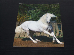 74822-      ARAB-BARB - HORSE / HORSES / PFERDE / CAVALLI / CHEVAUX / CABALLOS - Pferde