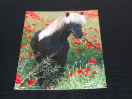 74823-      ICELANDIC  HORSE / HORSES / PFERDE / CAVALLI / CHEVAUX / CABALLOS - Pferde