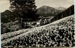 Mariazell/Steiermark - Mariazell, Narzissenblüte - Mariazell