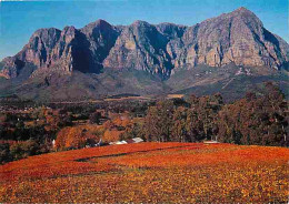 Afrique Du Sud - South Africa - Rich Autumn Vineyard Scène At Bantioek, Cape, South Africa - CPM - Voir Scans Recto-Vers - South Africa