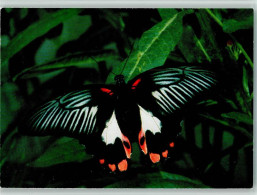 40136504 - Schmetterlinge Schmetterling Rumanzovia - Butterflies
