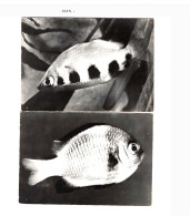 Lot De 8 Cartes Postales"Poissons". - Pesci E Crostacei