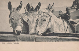 DONKEY Animals Vintage Antique Old CPA Postcard #PAA016.GB - Burros