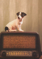 PERRO Animales Vintage Tarjeta Postal CPSM #PBQ611.ES - Hunde