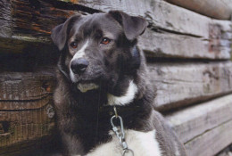 CHIEN Animaux Vintage Carte Postale CPSM #PBQ476.FR - Hunde